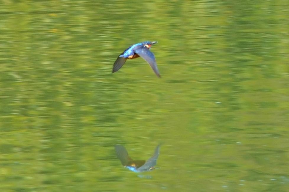 Martin-pêcheur d'Europe Alcedo atthis (Linnaeus, 1758)