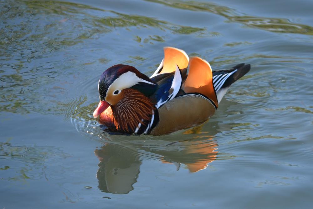 Canard mandarin Aix galericulata (Linnaeus, 1758)