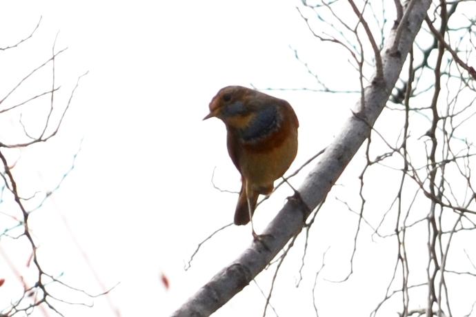 Gorgebleue à miroir Luscinia svecica (Linnaeus, 1758)