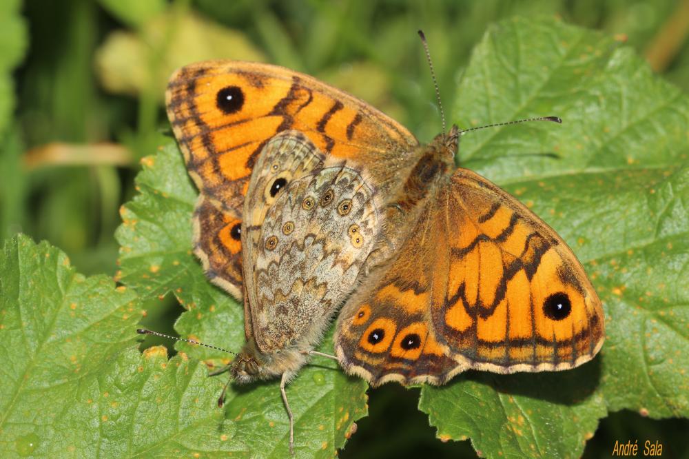 La Mégère (La), Satyre (Le) Lasiommata megera (Linnaeus, 1767)
