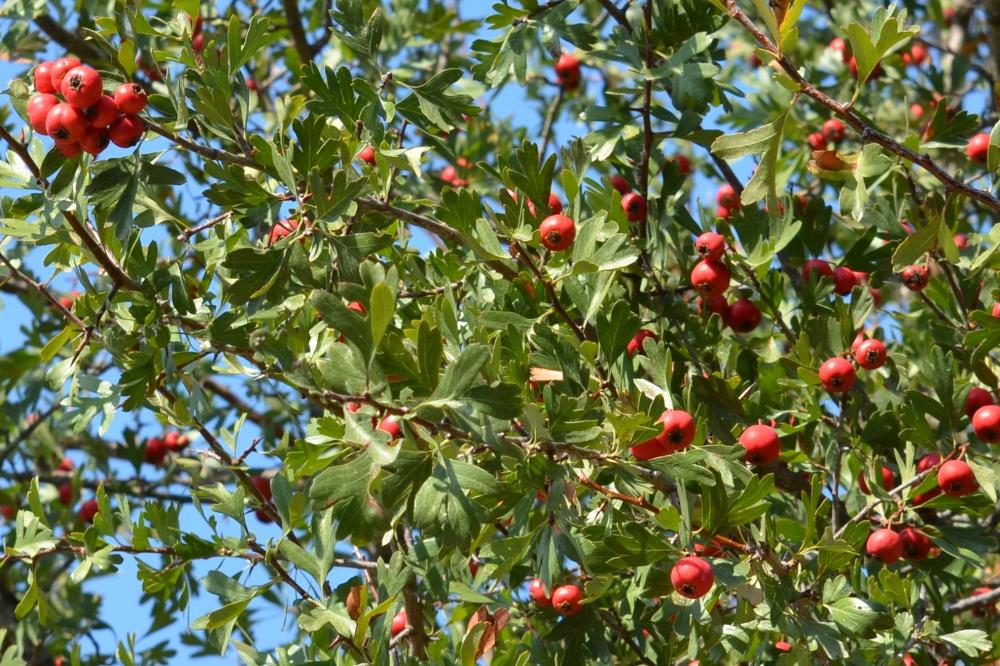 Aubépine à un style, Épine noire, Bois de mai Crataegus monogyna Jacq., 1775