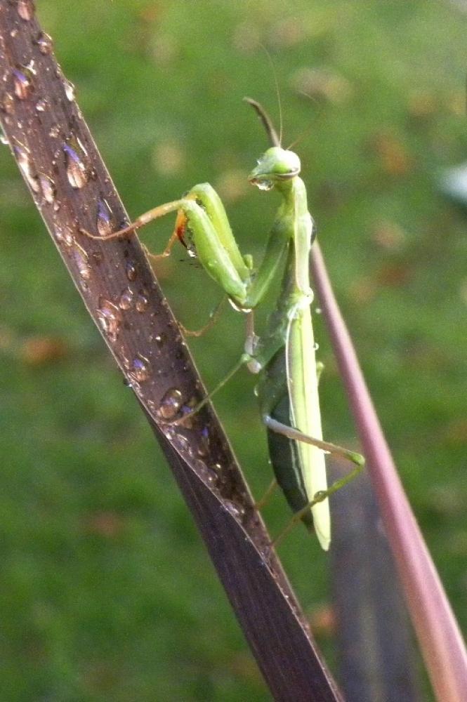 Mante religieuse Mantis religiosa (Linnaeus, 1758)