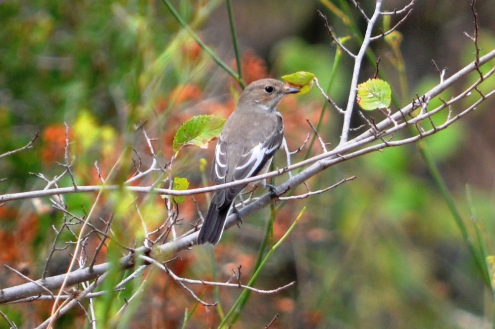 Gobemouche noir Ficedula hypoleuca (Pallas, 1764)
