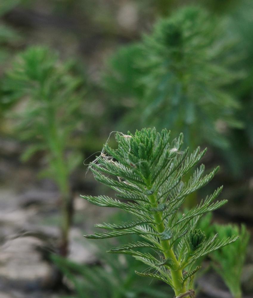 Myriophylle aquatique, Myriophylle du Brésil, Mill Myriophyllum aquaticum (Vell.) Verdc., 1973