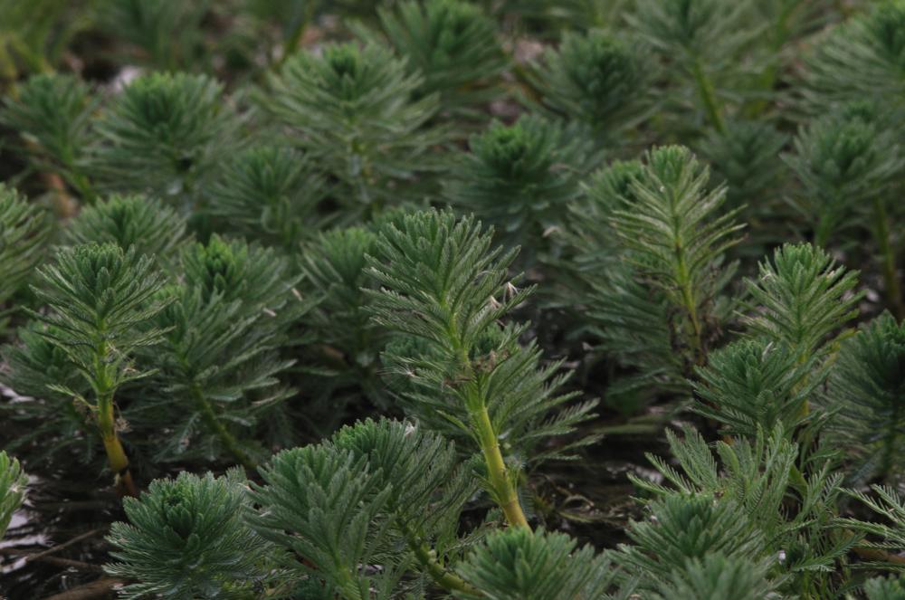 Myriophylle aquatique, Myriophylle du Brésil, Mill Myriophyllum aquaticum (Vell.) Verdc., 1973