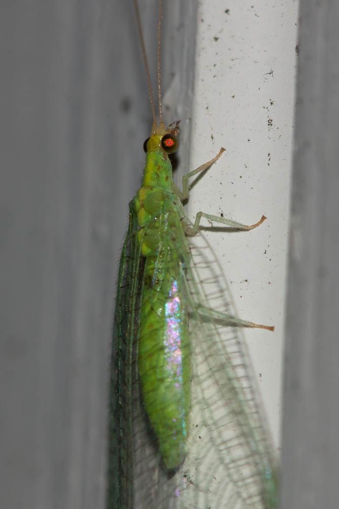  Pseudomallada flavifrons (Brauer, 1851)