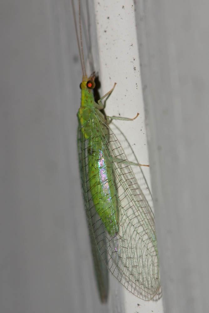 Pseudomallada flavifrons (Brauer, 1851)