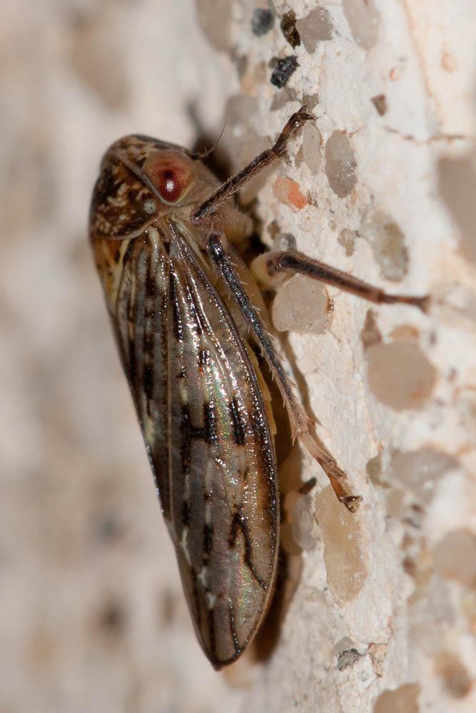  Rhytidodus decimusquartus (Schrank, 1776)