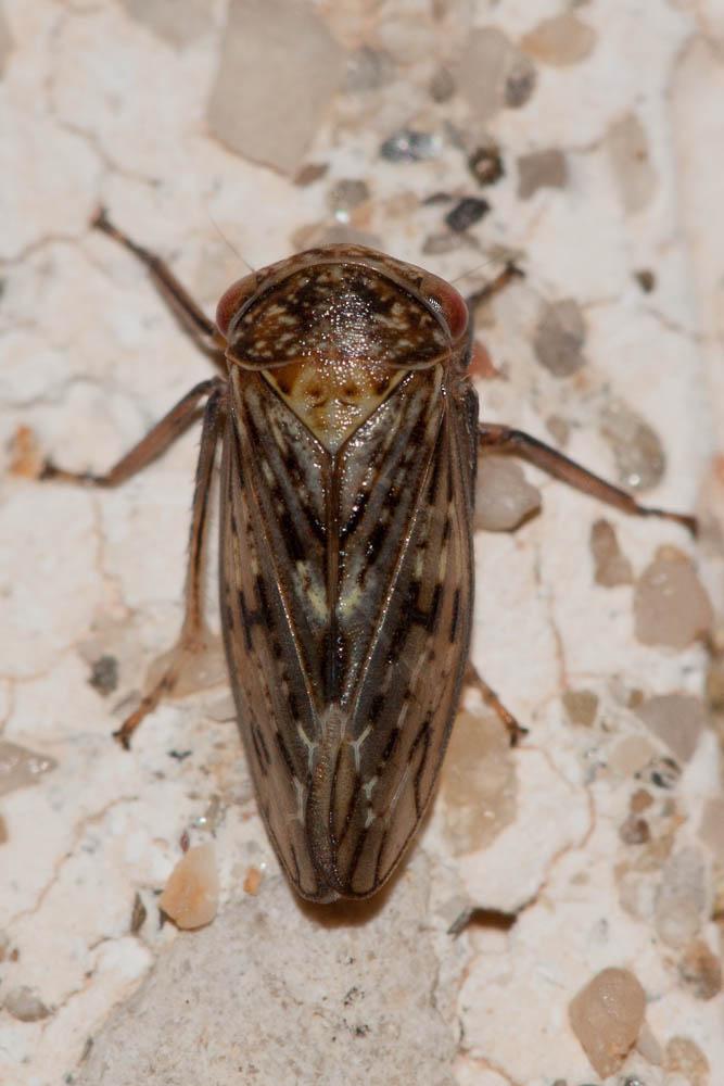 Rhytidodus decimusquartus (Schrank, 1776)