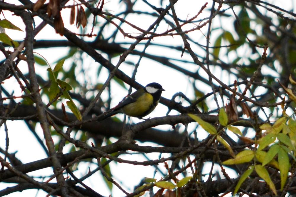 Mésange charbonnière Parus major Linnaeus, 1758