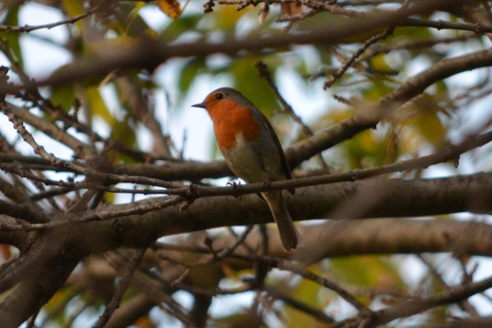 Rougegorge familier Erithacus rubecula (Linnaeus, 1758)