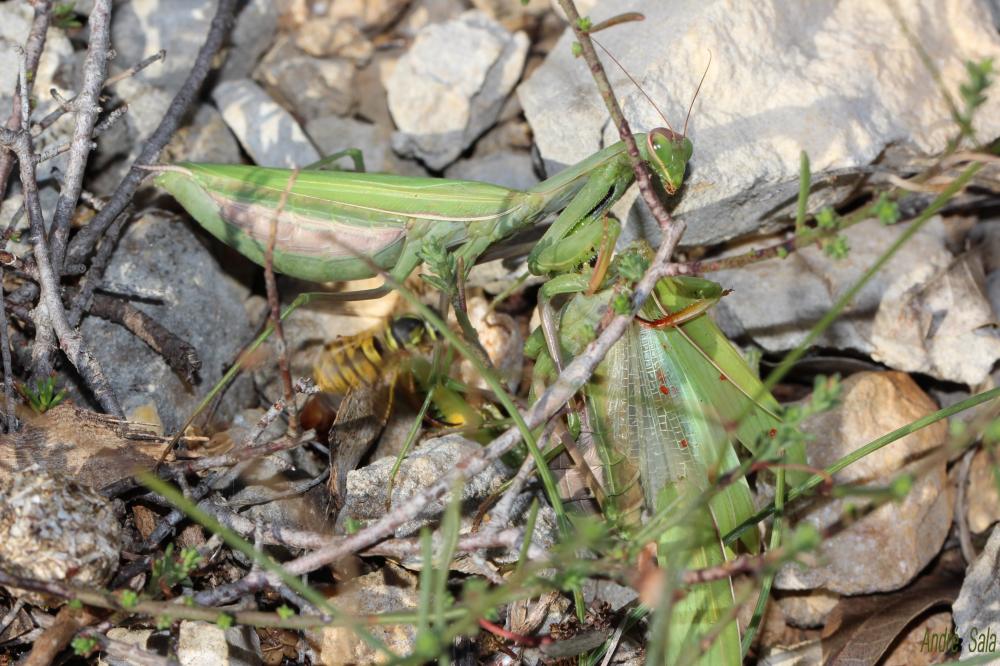 Mante religieuse Mantis religiosa (Linnaeus, 1758)