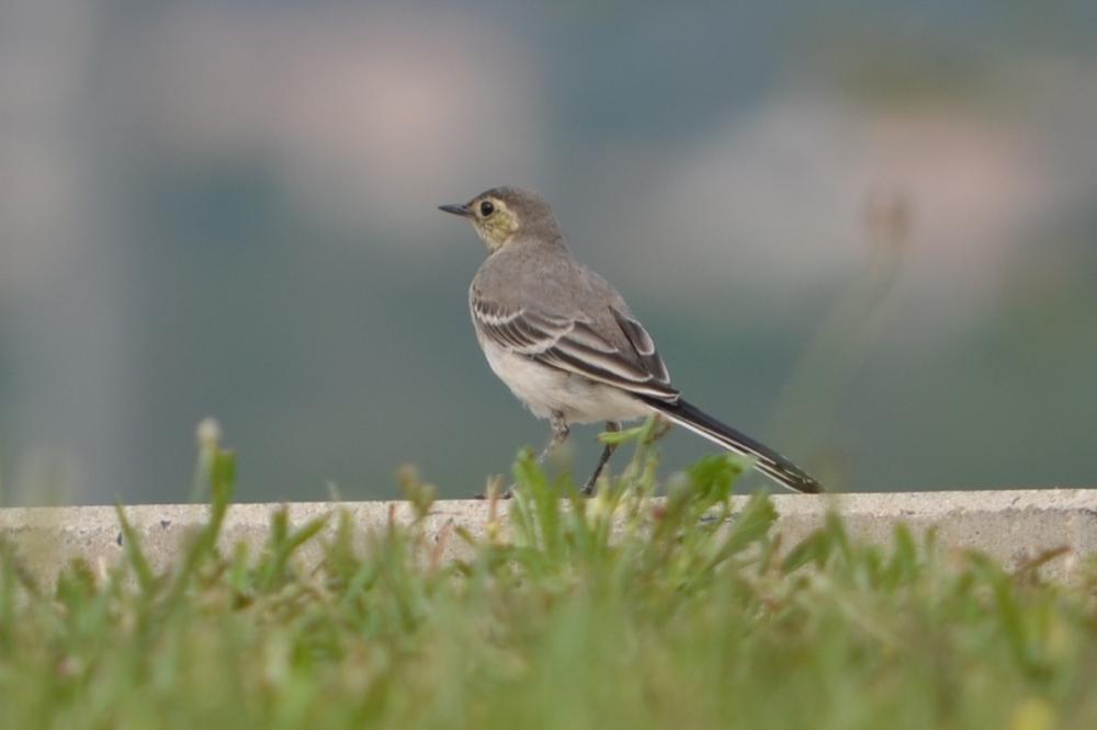 Bergeronnette grise Motacilla alba Linnaeus, 1758