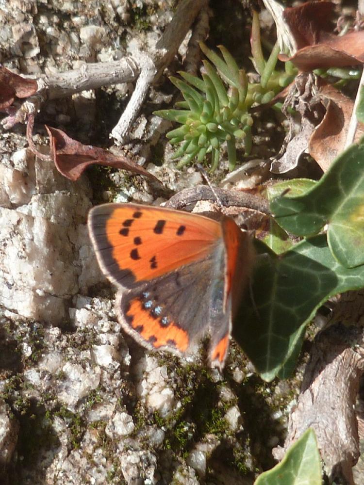 Cuivré commun (Le), Argus bronzé (L'), Bronzé (Le) Lycaena phlaeas (Linnaeus, 1760)