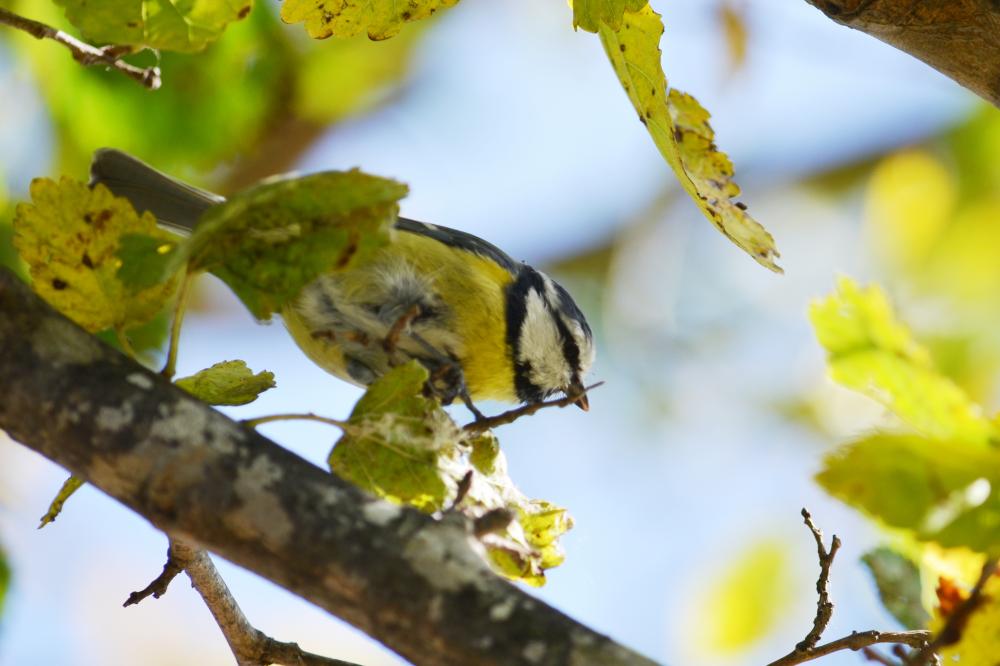 Mésange bleue Cyanistes caeruleus (Linnaeus, 1758)