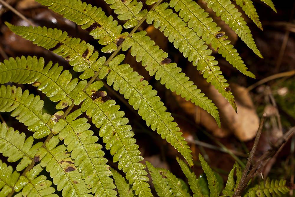 Fougère mâle Dryopteris filix-mas (L.) Schott, 1834