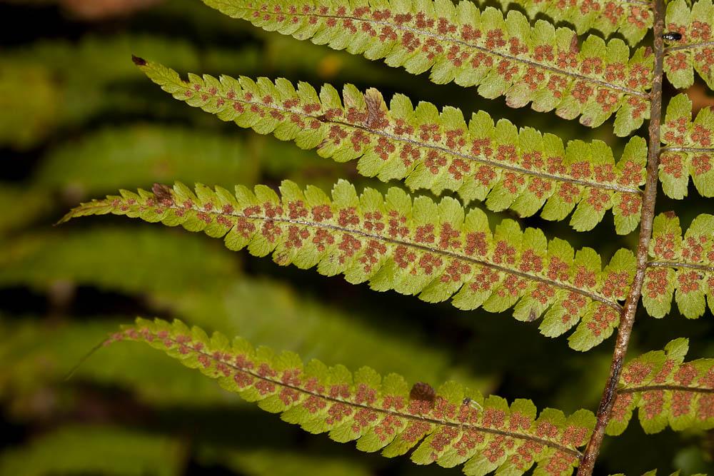 Fougère mâle Dryopteris filix-mas (L.) Schott, 1834