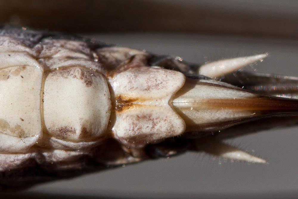 Decticelle des sables Platycleis sabulosa Azam, 1901