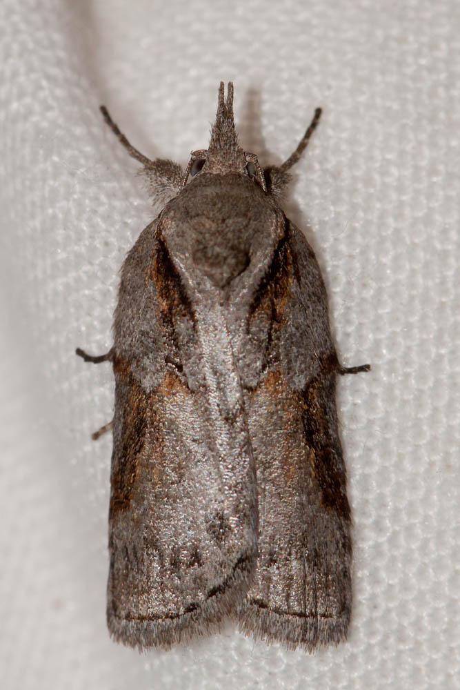 Nyctéole du Peuplier (La) Nycteola siculana (Fuchs, 1899)