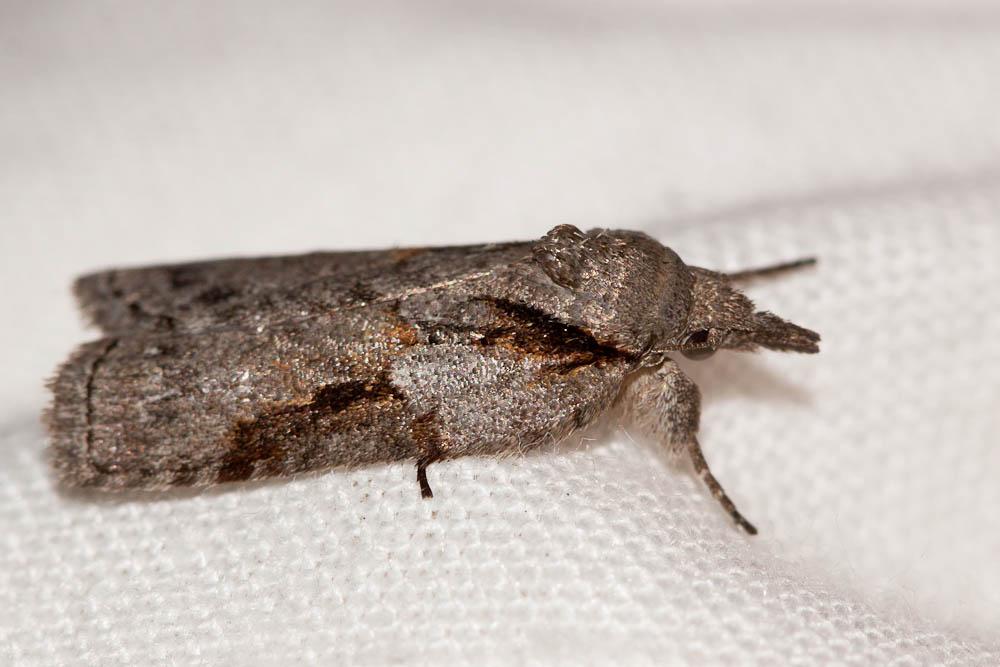 Nyctéole du Peuplier (La) Nycteola siculana (Fuchs, 1899)