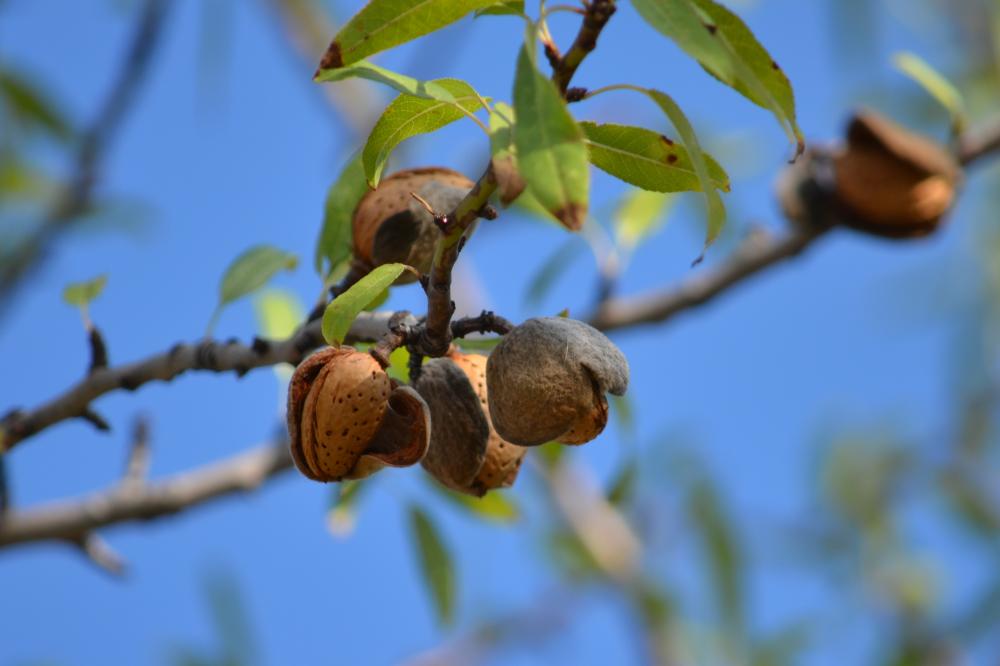 Amandier amer Prunus dulcis (Mill.) D.A.Webb, 1967