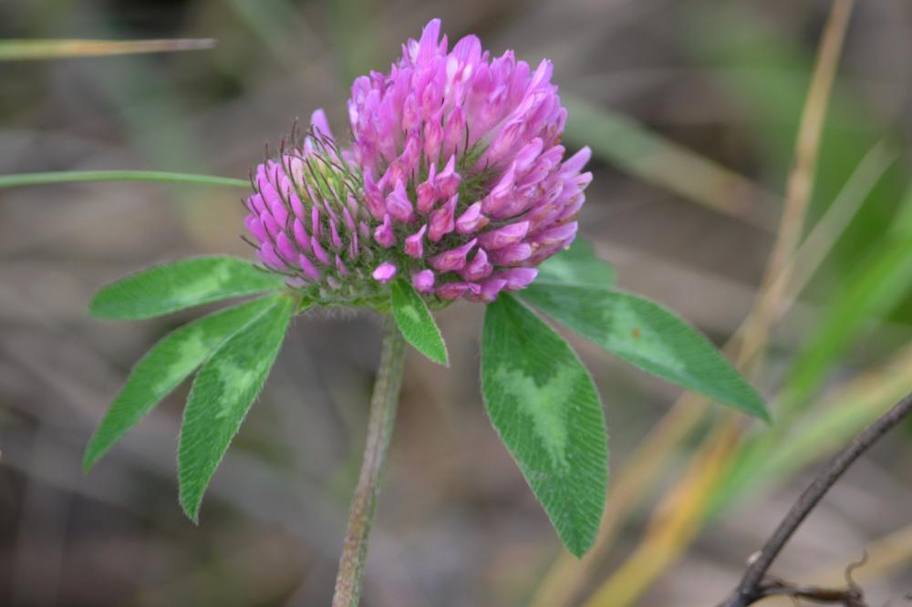 Trèfle des prés, Trèfle violet Trifolium pratense L., 1753