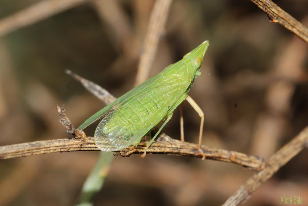  Dictyophara multireticulata Mulsant & Rey, 1855