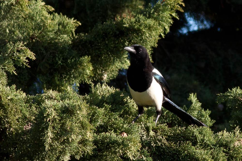 Pie bavarde Pica pica (Linnaeus, 1758)
