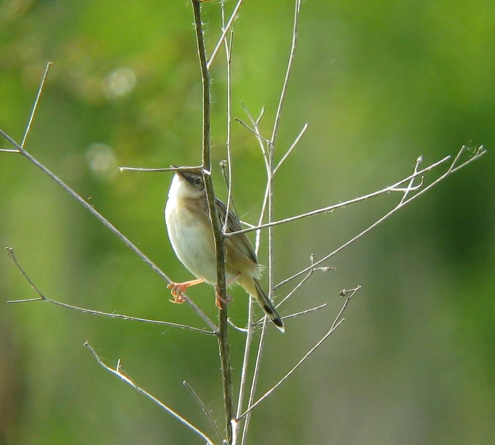 Cisticole des joncs Cisticola juncidis (Rafinesque, 1810)