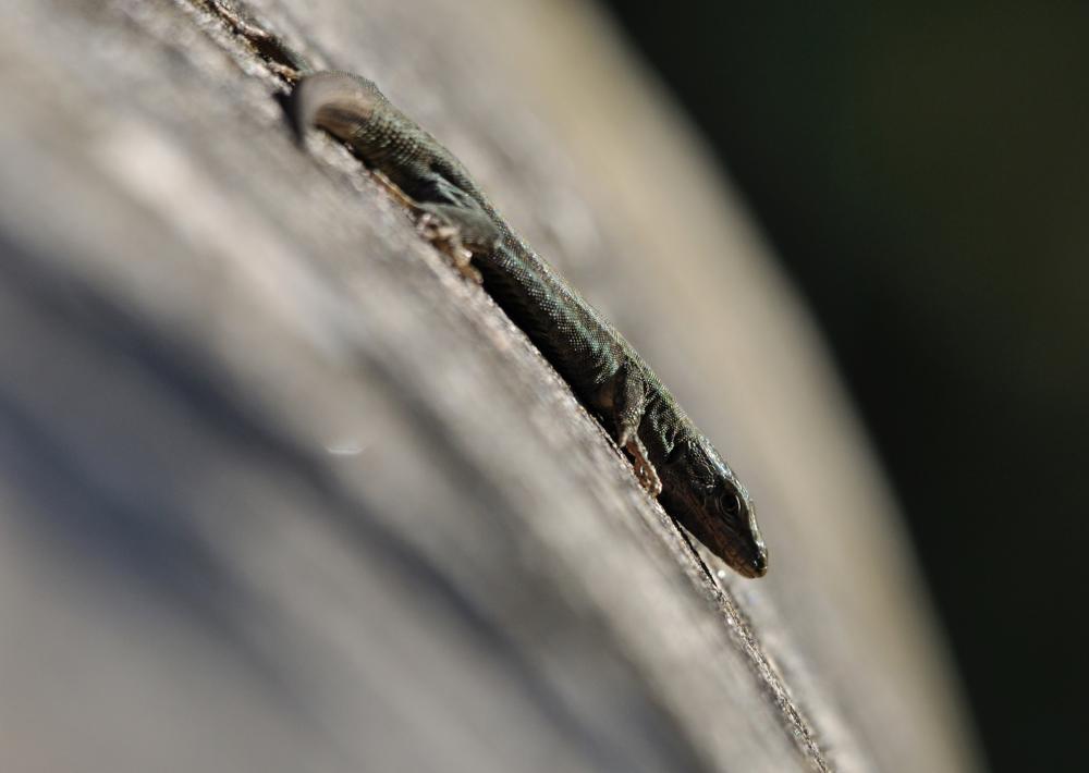 Lézard des murailles Podarcis muralis (Laurenti, 1768)