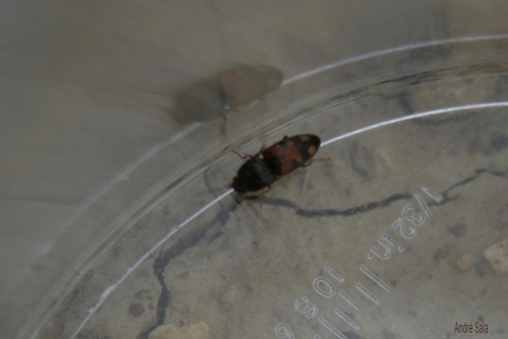 Taupin noir à taches rouges Drasterius bimaculatus (Rossi, 1790)
