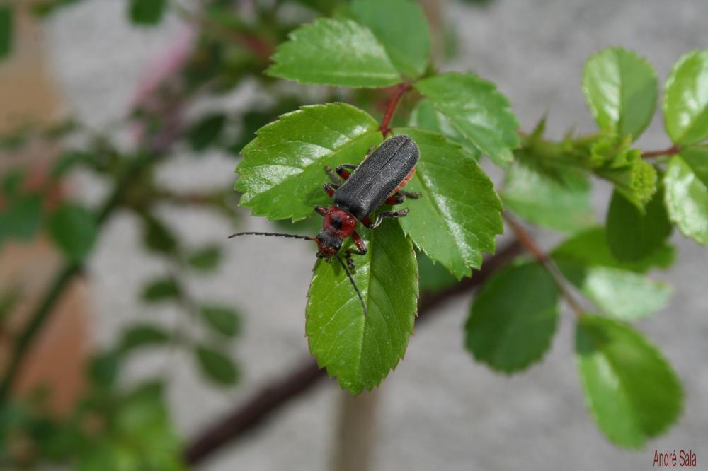 Téléphore moine, Cantharide rustique Cantharis rustica Fallén, 1807