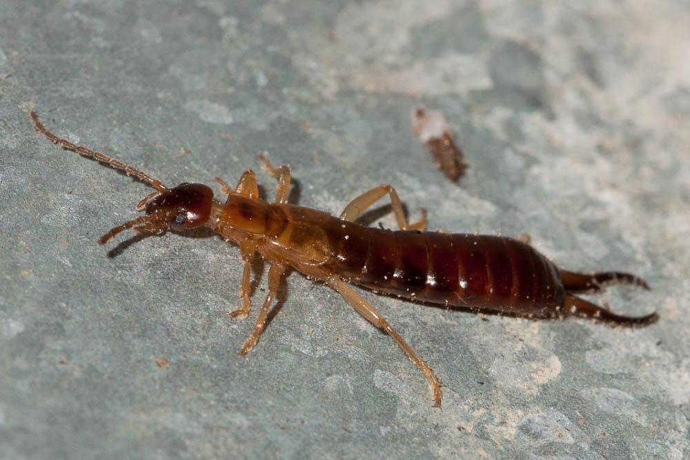 Guanchia pubescens (Géné, 1837)