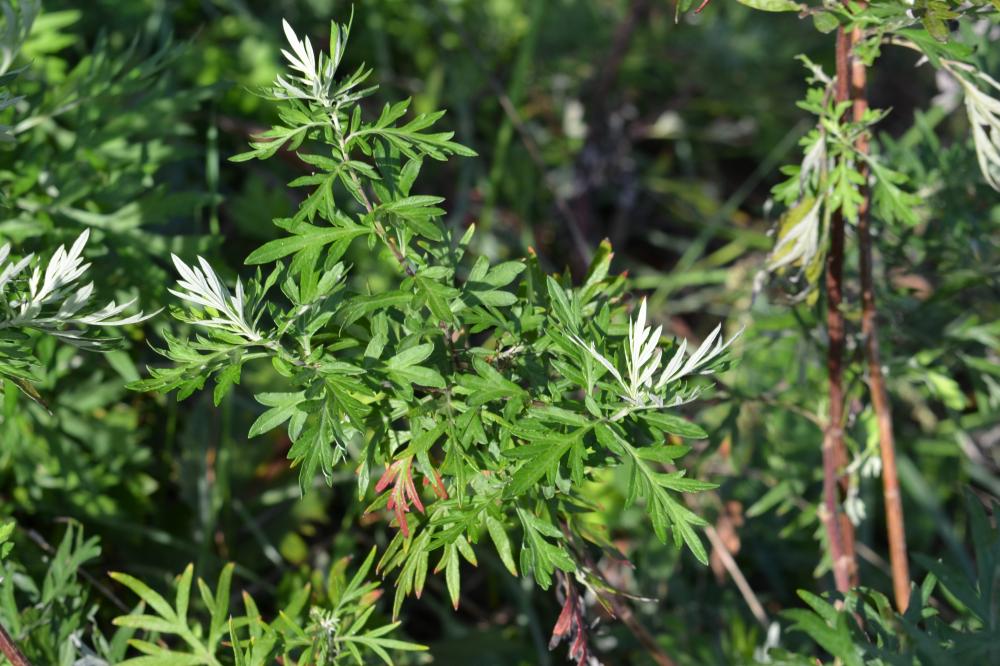 Armoise commune, Herbe de feu Artemisia vulgaris L., 1753