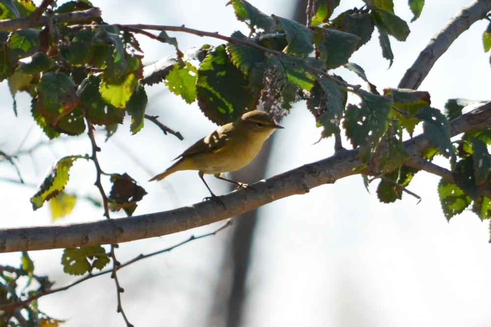 Pouillot véloce Phylloscopus collybita (Vieillot, 1887)