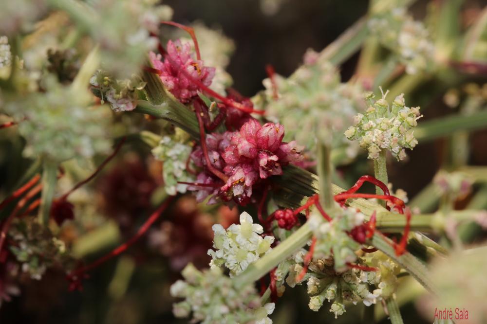 Cuscute Cuscuta approximata subsp. approximata Bab., 1844