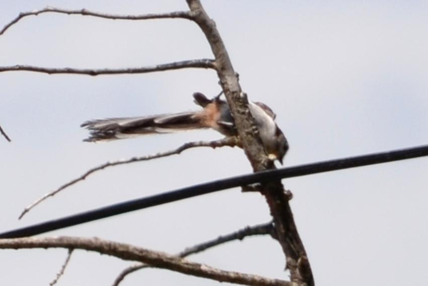 Mésange à longue queue, Orite à longue queue Aegithalos caudatus (Linnaeus, 1758)