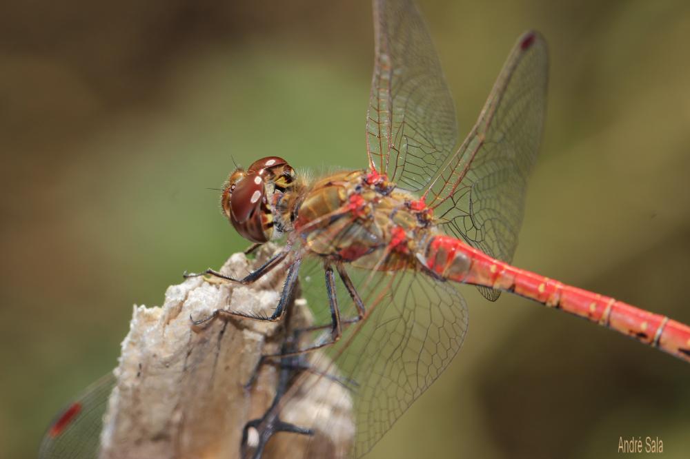 Sympétrum fascié (Le) Sympetrum striolatum (Charpentier, 1840)