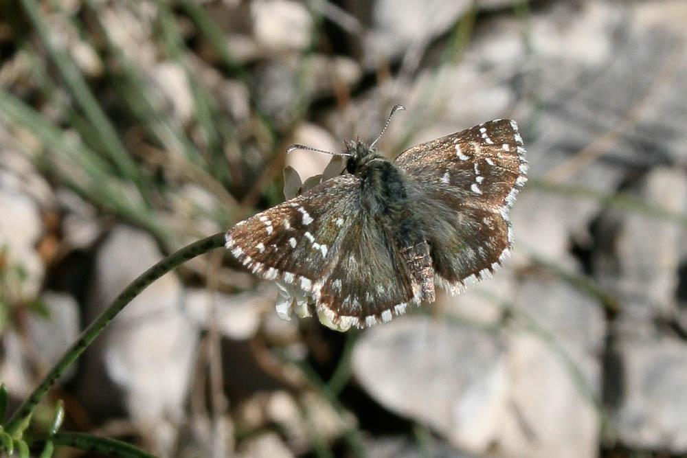 Hespérie de la Malope (L'), Vergeté (Le) Pyrgus onopordi (Rambur, 1839)