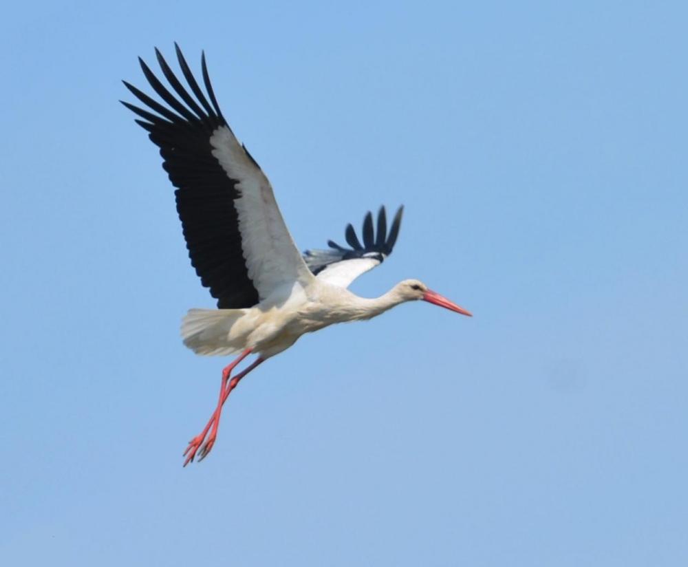 Cigogne blanche Ciconia ciconia (Linnaeus, 1758)