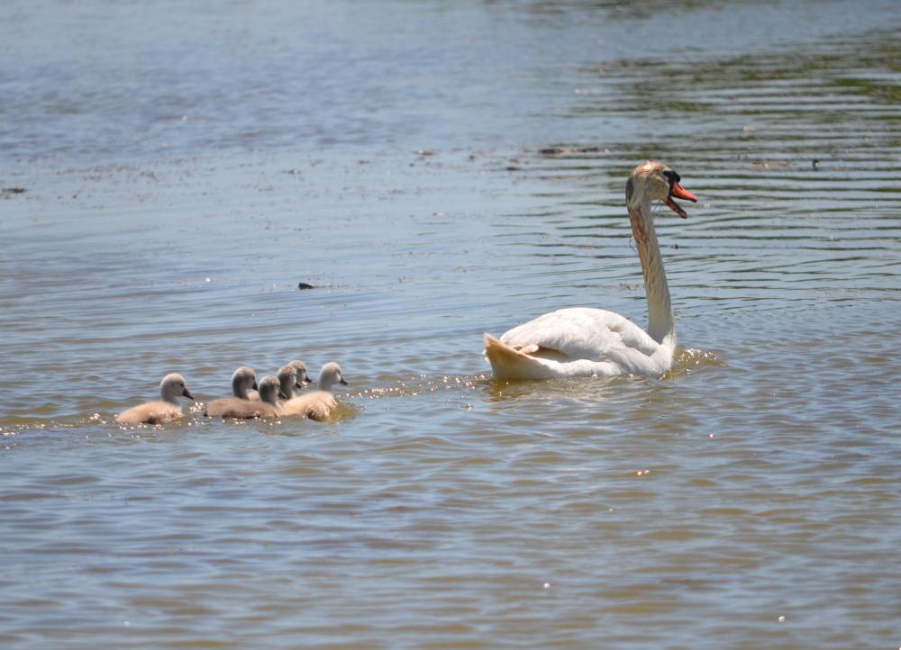 Cygne tuberculé Cygnus olor (Gmelin, 1803)