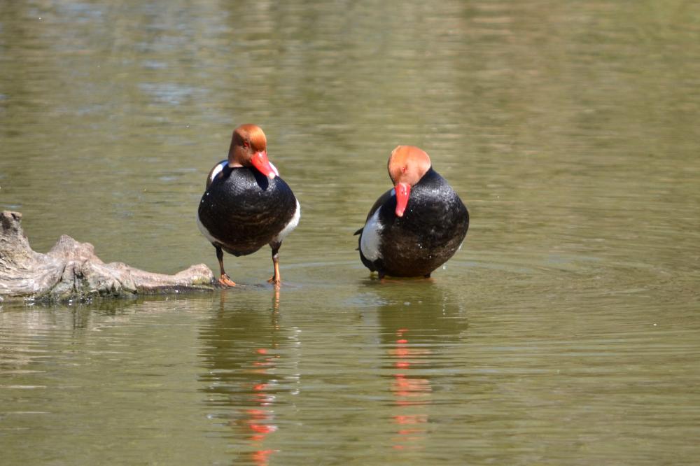Nette rousse Netta rufina (Pallas, 1773)