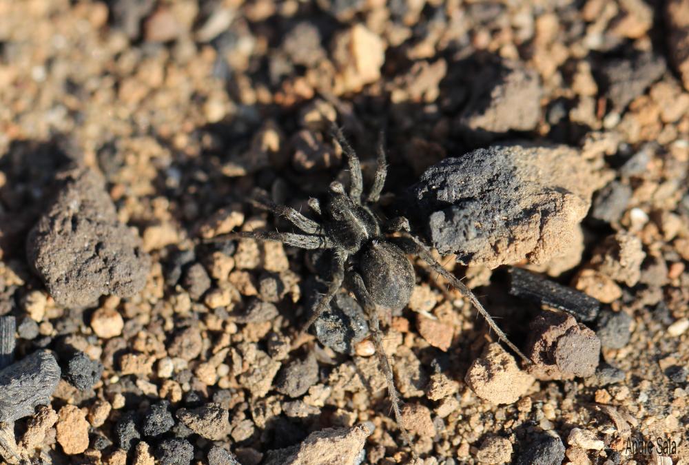 Arachnides Arachnida Cuvier, 1812