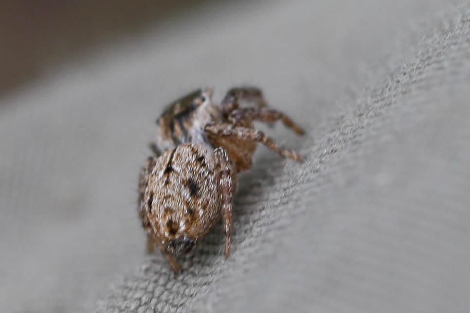 Evarcha arcuata (Clerck, 1758)
