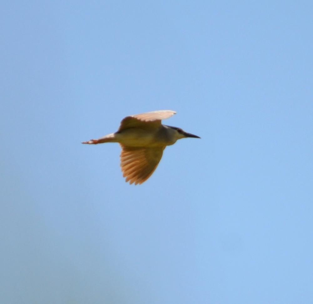 Héron bihoreau, Bihoreau gris Nycticorax nycticorax (Linnaeus, 1758)