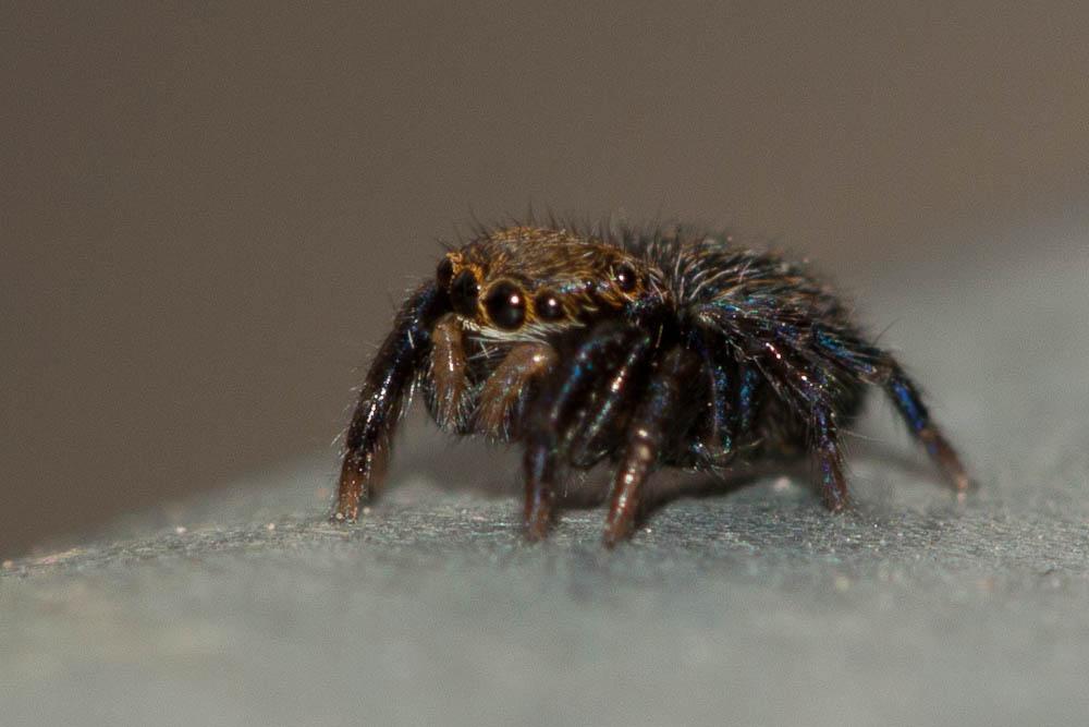  Salticidae Blackwall, 1841
