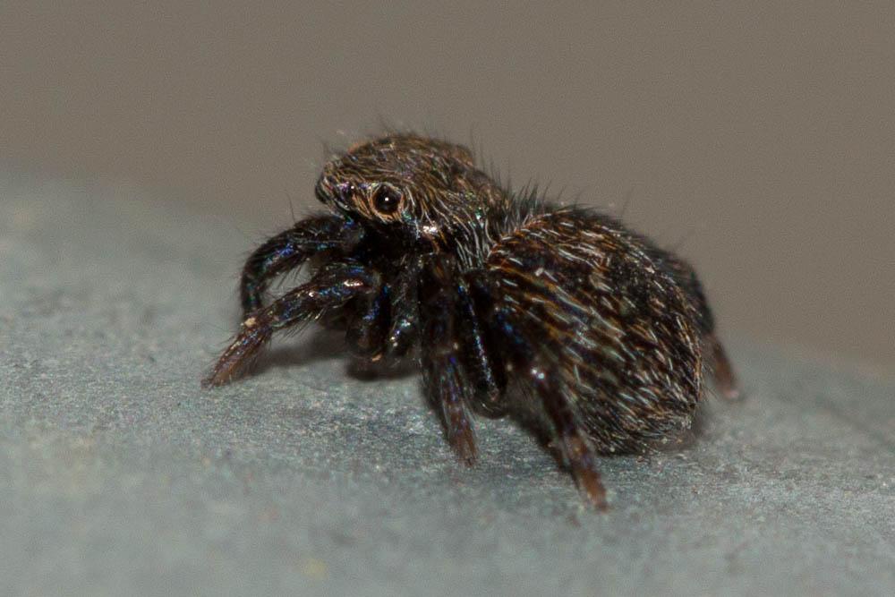 Salticidae Blackwall, 1841
