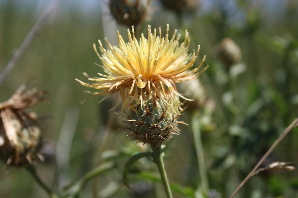 Centaurée des collines Centaurea collina L., 1753