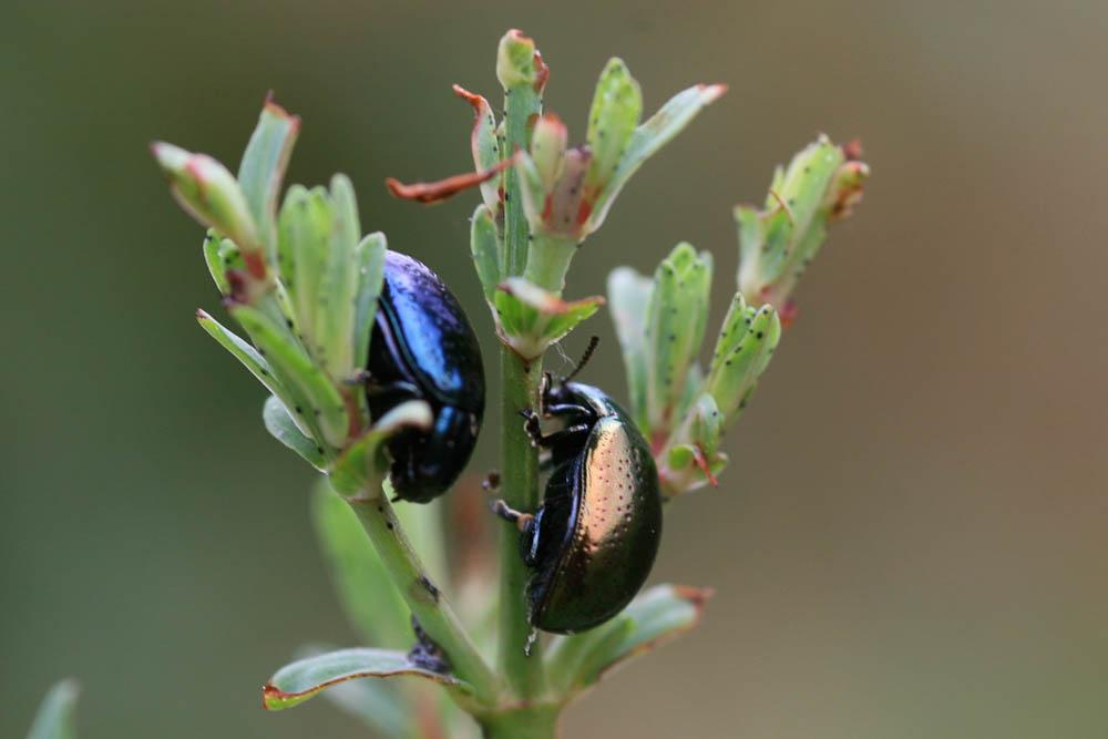  Chrysolina hyperici (Forster, 1771)