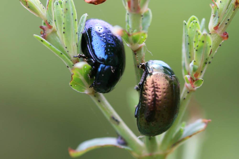 Chrysolina hyperici (Forster, 1771)